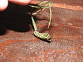 Thumbnail for File:P. machaon caterpillar.jpg