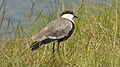 Spornkiebitz, Tansania Arusha-Nationalpark 2014