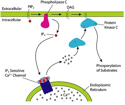 PIP2 cleavage to IP3 and DAG