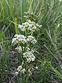 Asclepias verticillata Whorled milkweed. Restoration Trail - Camden State Park, MN. 20210708