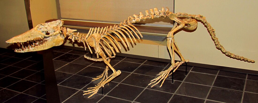 Pakicetus