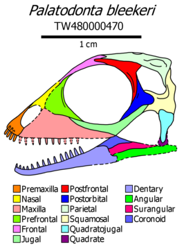 Palatodonta