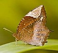 Thumbnail for List of butterflies of India (Satyrinae)