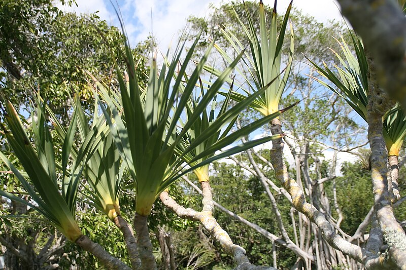 File:Pandanus utilis 15zz.jpg