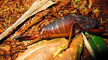 Female P. specularis, Cuyabeno River, Sucumbios Province, Ecuador. Note the prominent, sword-shaped ovipositor. Panoploscelis specularis-female.JPG