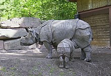 The Indian rhinoceros pictured here is the species most closely related to the Javan rhinoceros; they are the two members of the type genus Rhinoceros. Panzernashorn2004.jpg