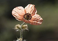 Papaver persicum