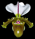 Thumbnail for Paphiopedilum spicerianum