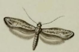 Paradoxus osyridellus