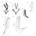 Parasite210069-fig4 - Hassalstrongylus dollfusi (Nematoda, Heligmonellidae).png