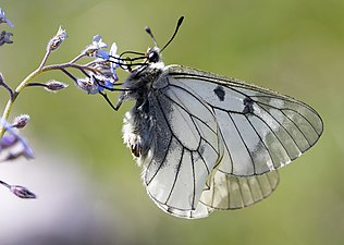 Parnassius mnemosyne - Dumanli apollo 03.jpg