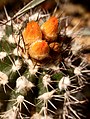 Parodia cardenasii kiev4.jpg