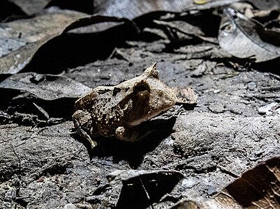 Rana cornuda en el parque nacional del Manu. Por Uriel caballero quispitupa Licencia: CC-BY-SA-4.0