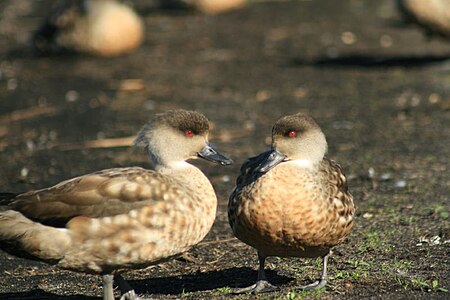 ไฟล์:Patagonian Crested Ducks.jpg