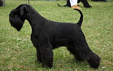 Solid black adult Miniature Schnauzer with intact ears and tail Patuljasti Snaucer.jpg