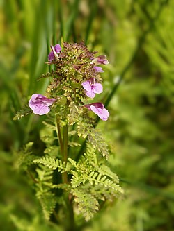 Pedicularis palustris (plant). 
 jpg