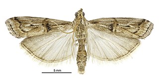 <i>Pempelia genistella</i> Species of moth