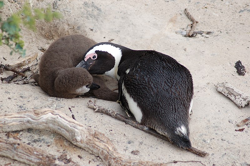 File:Penguins at Boulders Beach, South Africa (3251484882).jpg