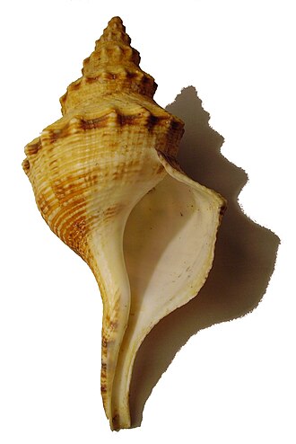 A shell of Penion cuvieranus cuvieranus, with the long siphonal canal visible extending toward the bottom of the image, at the anterior end of the shell. Penion maximus (Tryon, 1881).jpg