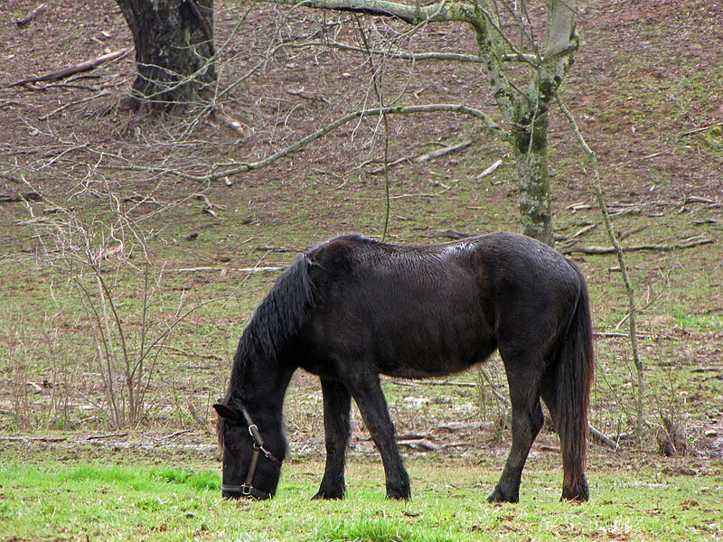 File:Percheron draft horse grazing.jpg