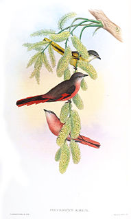 Rosy minivet Species of bird