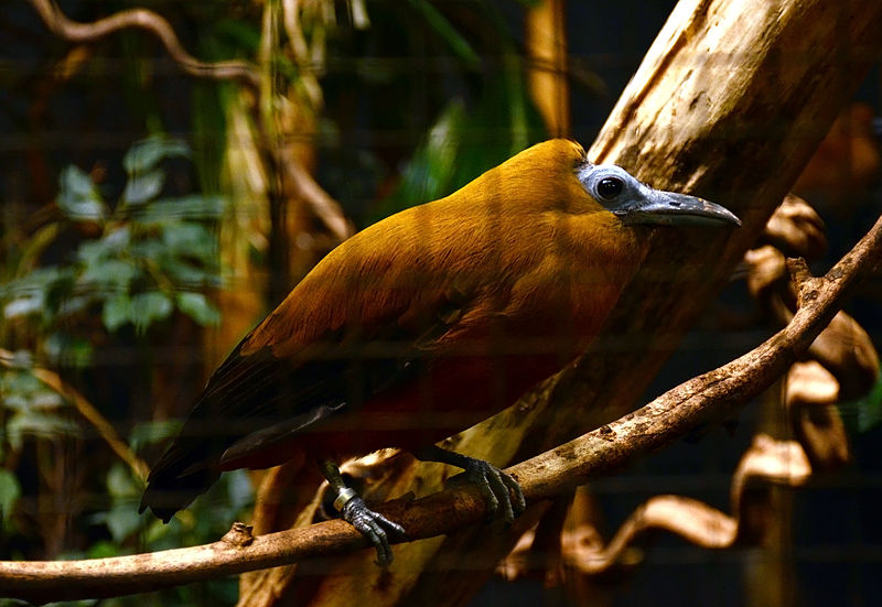 File:Perissocephalus tricolor Parc des Oiseaux 21 10 2015 2.jpg