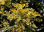 Persea americana - Fruit and Spice Park - Homestead, Florida - DSC08857.jpg