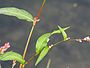 Kleine duizendknoop (Persicaria minor)