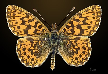 Boloria dia