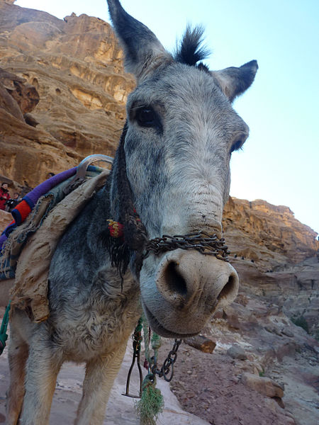 File:Petra - Enslaved donkeys. (9779208034).jpg