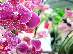 Phalaenopsis-SingaporeBotanicGardens-20041201.jpg