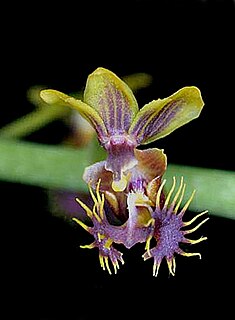 <i>Phalaenopsis difformis</i> Species of epiphytic orchid