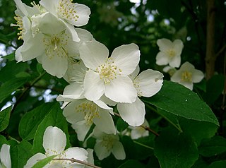 <i>Philadelphus satsumi</i> Species of flowering plant