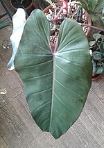 Miniatura para Philodendron appendiculatum