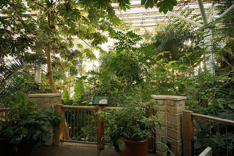 File:Phipps Conservatory Tropical Forest.jpg