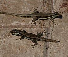 Phoenicolacerta troodica (Troodos Lizard) .jpg