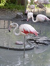 Flamingo