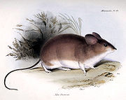 Darwin's leaf-eared mouse Phyllotis darwini.jpg