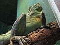 Physignathus cocincinus chinese green water dragon toronto zoo jan 08 1.jpg