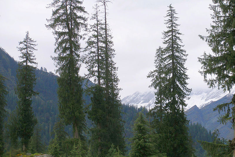 File:Picea smithiana Solang 1.jpg