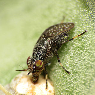 <i>Stictomyia longicornis</i> Species of fly