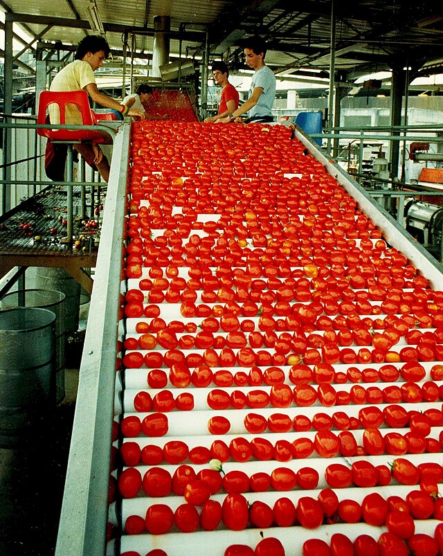 מיון עגבניות לפני עיבודן למוצר במפעל "גן-שמואל מזון" בקיבוץ גן שמואל, 1987.