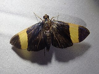<i>Pilocrocis xanthozonalis</i> Species of moth