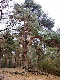 Oxshott Heath, where the overlying sand and the London Clay layers are exposed as a sand escarpment, rising approximately 25 metres (82 feet) Pine woods, Oxshott Heath - geograph.org.uk - 2806331.jpg