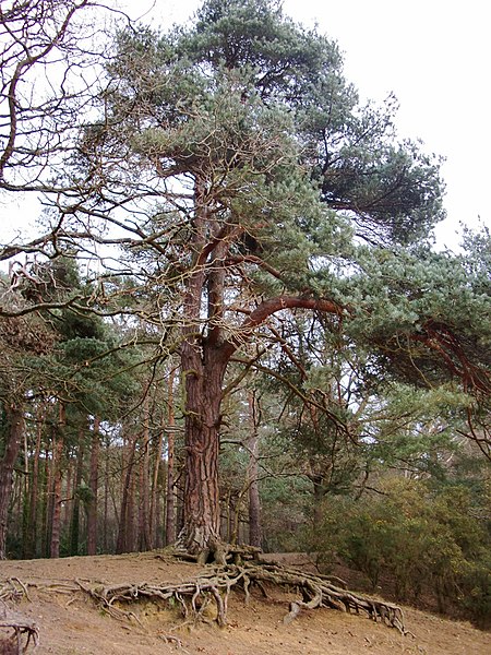 File:Pine woods, Oxshott Heath - geograph.org.uk - 2806331.jpg