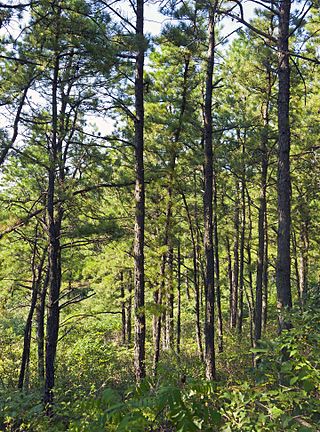 <span class="mw-page-title-main">Albany Pine Bush</span> Pine barren in Albany, New York