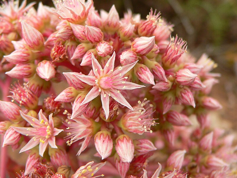 File:Pink-flowered aeonium.jpg