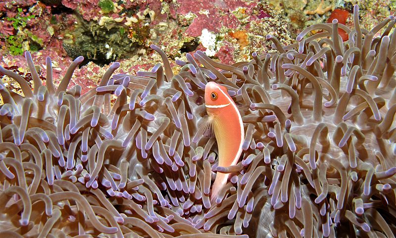 File:Pink Anemonefish (Amphiprion perideraion) (6055872839).jpg