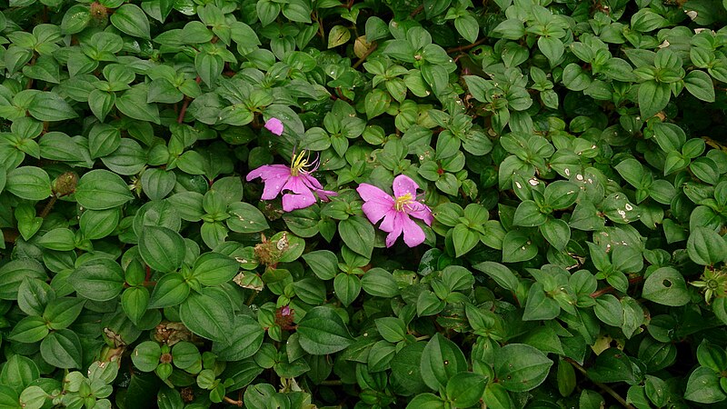 File:Pinklady (Heterotis rotundifolia) 3.jpg