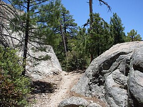 Trees, Mount Lemmon, Arizona